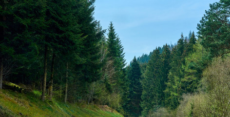 Spring landscape with coniferous trees on the hills in the German forest Schwarzwald © pridannikov