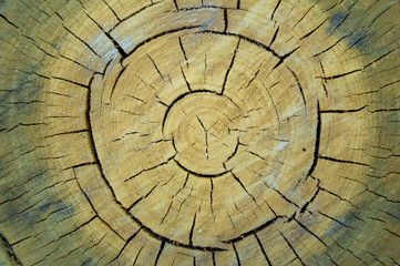 big tree cut. Rings and wood texture
