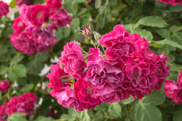 bush of red roses. in natural habitat. background.