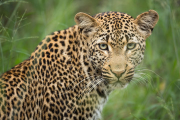 Beauty in those eyes