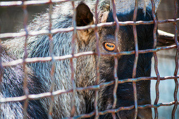 Sad goat in animal cage. A goat looks out through cage. Animal rights concept