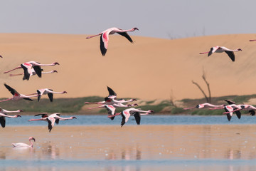 Flamingos at lakes in the dunes, Walvis Bay, Namibia, Africa