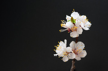cherry blossoms. isolated on black background.