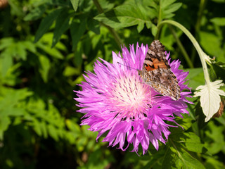 butterfly on flower. brown knapweed. in natural habitat. background.