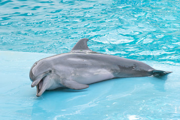 Fototapeta premium Dolphin. Performance of bottlenose dolphins on the stage at the dolphinarium