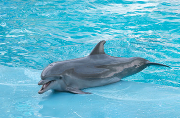 Dolphin. Performance of bottlenose dolphins on the stage at the dolphinarium