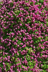 Obraz premium Green wall in park covered with blooming Clematis 