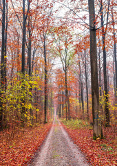 Fototapeta premium Herbstfarben im Wald