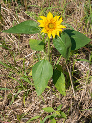 young sunflower in natural habitat