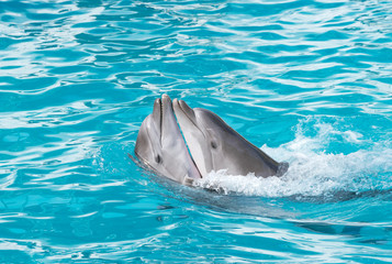 Dolphins. Two bottlenose dolphins in the water