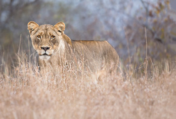 female lion