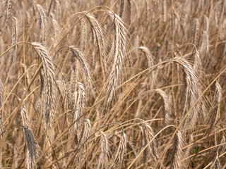 Obraz premium ripe wheat before harvest. wheat field. background.