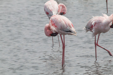 Fototapeta na wymiar Flamingos in the Sea, Walvis Bay, Namibia, Africa