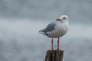 seagull