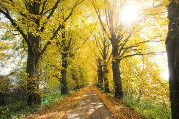 autumnal road, fallen leaves, sunny day