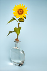 sunflower in vase of water. isolated on blue background.