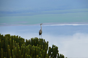 The African Birds. Tanzania