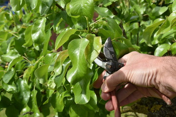 pruning the trees in the garden