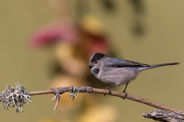 bird on a branch