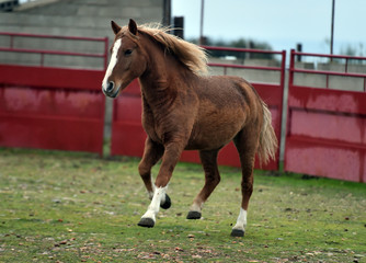 caballo percheron