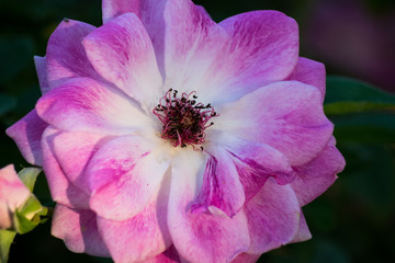 Naklejka premium Macro closeup of pink rose flower
