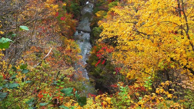 Beautiful autumn color of foliage at the mountain in Naruko Gorge with the flow of a stream and a small bridge at the foot of the mountain in Naruko, Miyaki Prefecture, Japan.