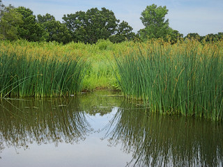 Wisconsin Wetlands