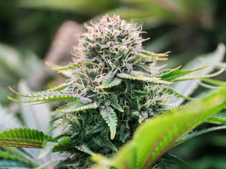 HDR close up shot of a cannabis plant blossom