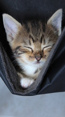 Chaton tigré hamac