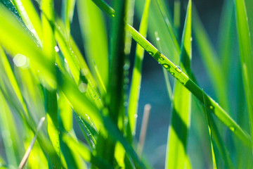 blades of grass in the sun macro