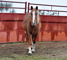 caballo