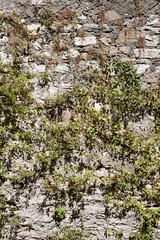 Mauer, Pflanze, bewachsen, Struktur, Hintergrund