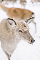 Beautiful young deer in a forest in winter. Deer herd on the background