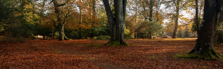 Fototapeta na wymiar Autumn leaves fallen in the new forest 