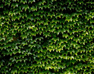 Ivy-Covered Wall