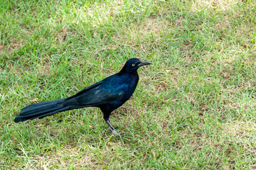 Common Grackle male