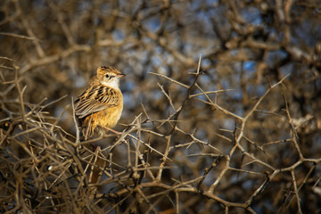 Zitting Cisticola - Cisticola juncidis or streaked fantail warbler Old World warbler, breeding range includes southern Europe, Africa and southern Asia down to northern Australia