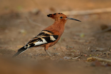African hoopoe - Upupa africana  species of hoopoe family Upupidae, previously considered as a...