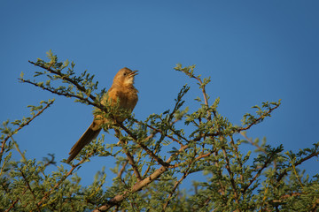 Fulvous babbler - Argya fulva fulvus  or fulvous chatterer is bird in Leiothrichidae, warm brown...