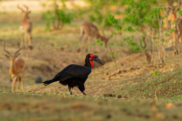 Southern Ground-Hornbill - Bucorvus leadbeateri next to the elephant carrion, formerly Bucorvus...