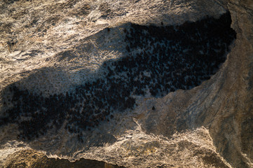 bats hanging from the ceiling of a cave