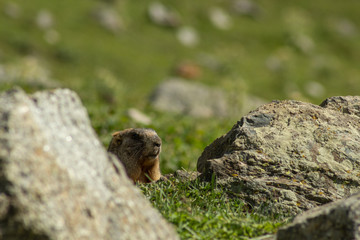 Naklejka na ściany i meble mountain squirrel on a stone among alpine meadows