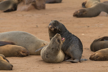 Obraz premium Cape fur seals, Cape cross, Namibia, Africa