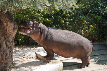 The hippopotamus eats the leaves of the olive tree in a zoo. The hippo grazing.
