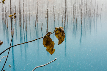 冬の青い池