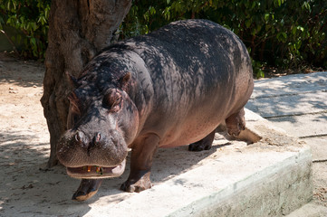 The hippo grazing. The hippopotamus near a tree with carrots in the mouth in a zoo. Close-up.
