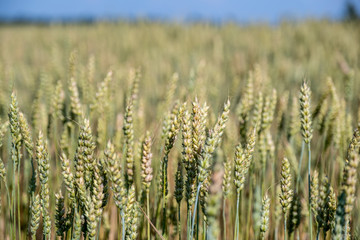 Ripening wheat with blue sky. Closeup of wheat spikelets in a field on a cloudy spring day. 