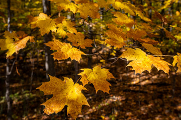 Beautiful and colorfull fallen leaves in autumn forest in national park