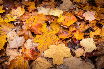Beautiful and colorfull fallen leaves in autumn forest in national park