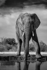 Fototapeten Elefanten trinken © Keith